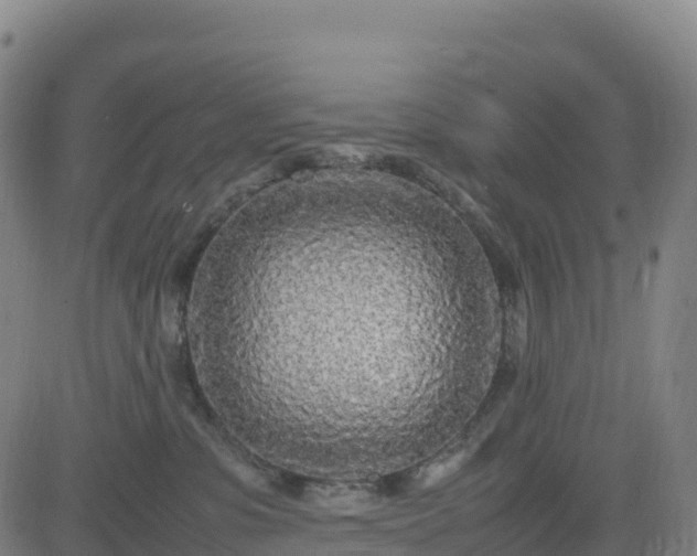 X0000083600331200702162215