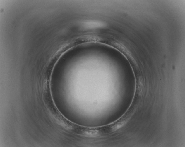 X0000083600355200702162214
