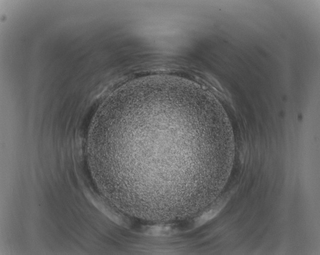 X0000083600366200702162214
