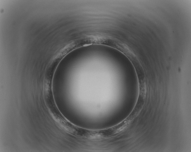 X0000083600456200702162213