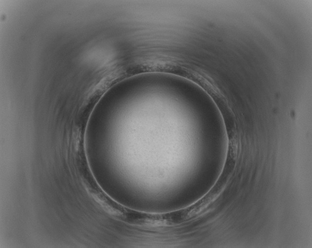 X0000083600458200702162213