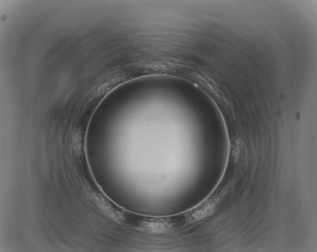 X0000083600466200702162213