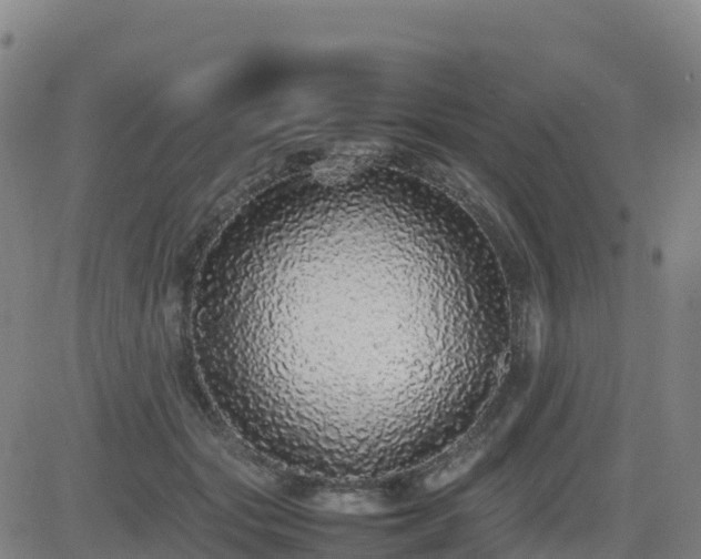 X0000083600557200702162211