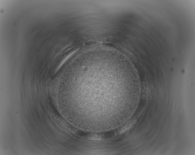X0000083600656200702162210