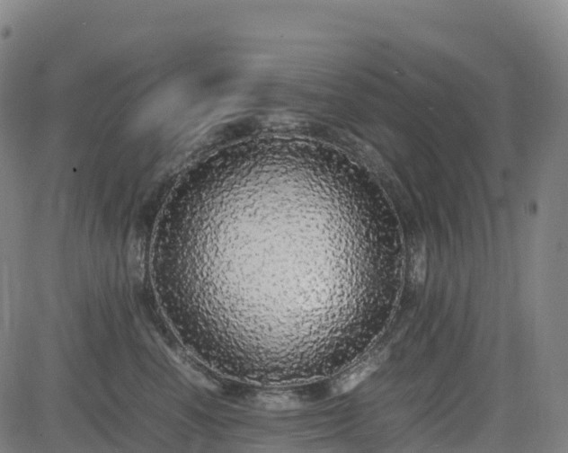 X0000083600666200702162210