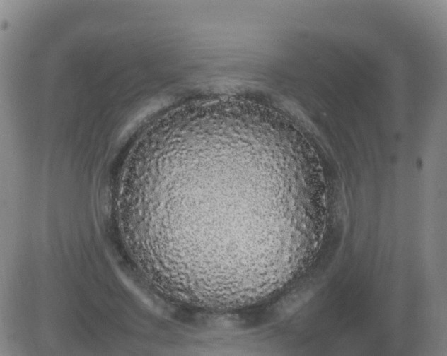 X0000083600683200702162209