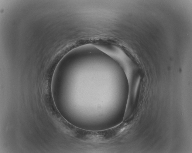 X0000083600689200702162209