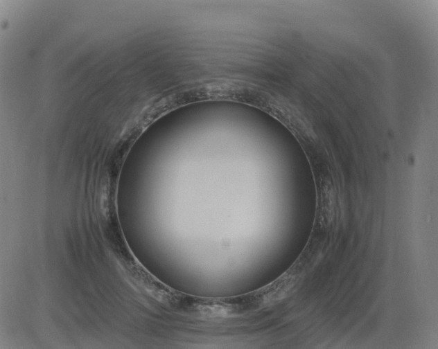 X0000083600698200702162209