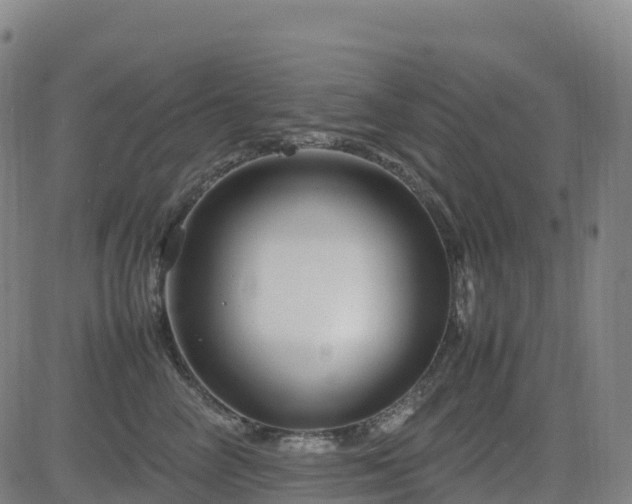 X0000083600714200702162208