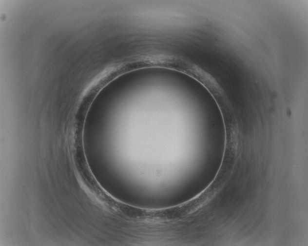 X0000083600730200702162208