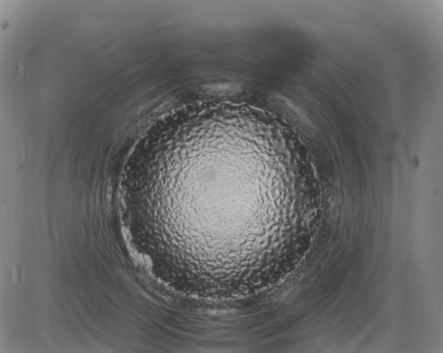 X0000083600745200702162208