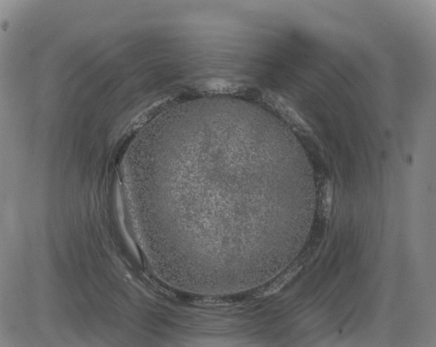 X0000083600746200702162208