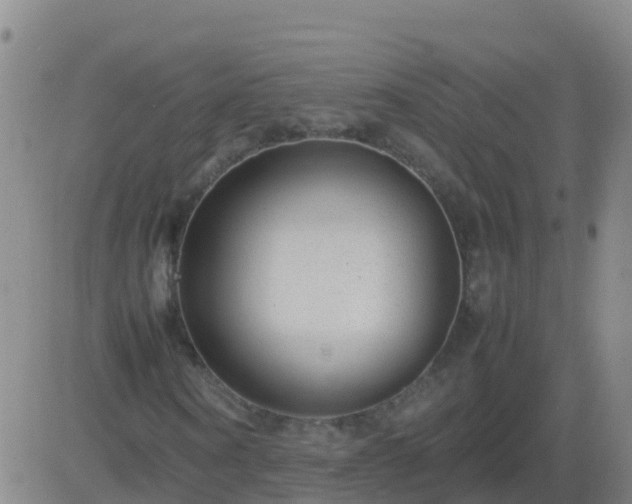 X0000083600866200702162206