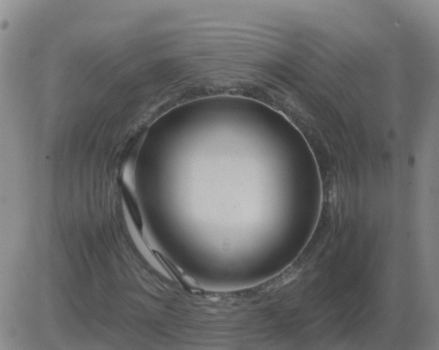 X0000083600868200702162206