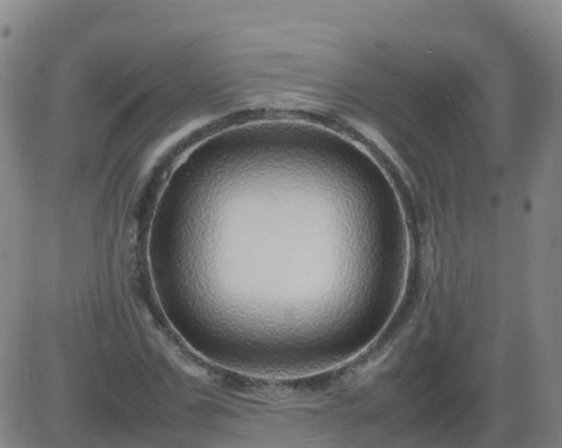 X0000083600971200702162204
