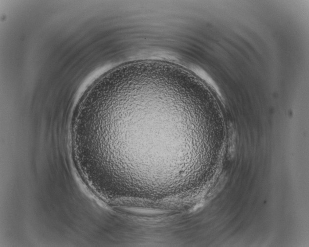 X0000083601088200702162202