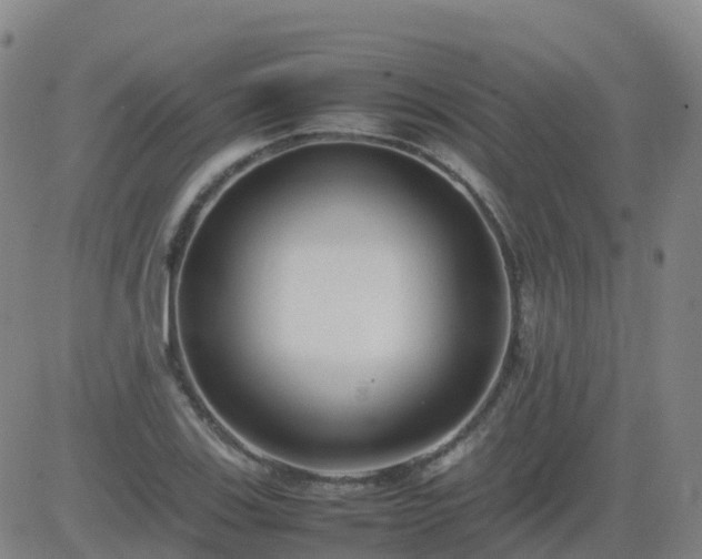 X0000083601123200702162201