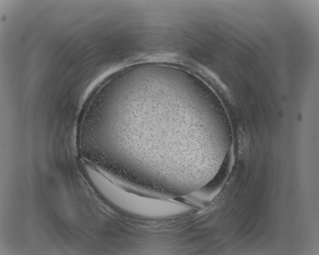 X0000083601174200702162201