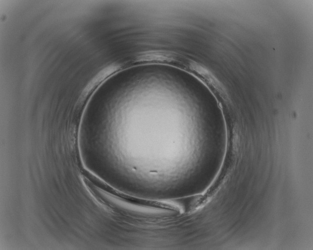 X0000083601233200702162200