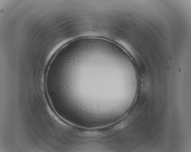 X0000083601468200702162156