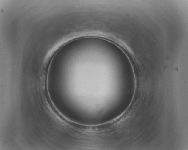 X0000083601504200702162155