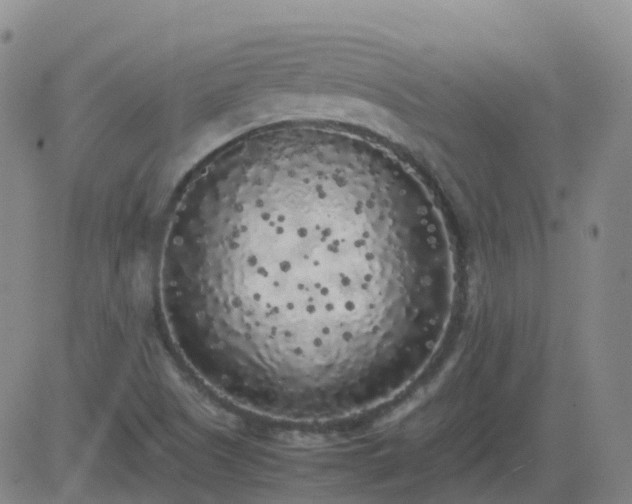 X0000083601505200702162155