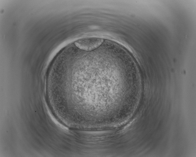 X0000083601515200702162155