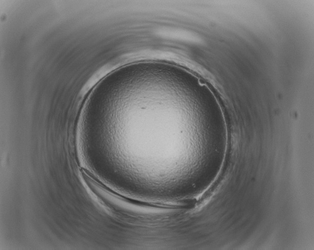 X0000083601521200702162155