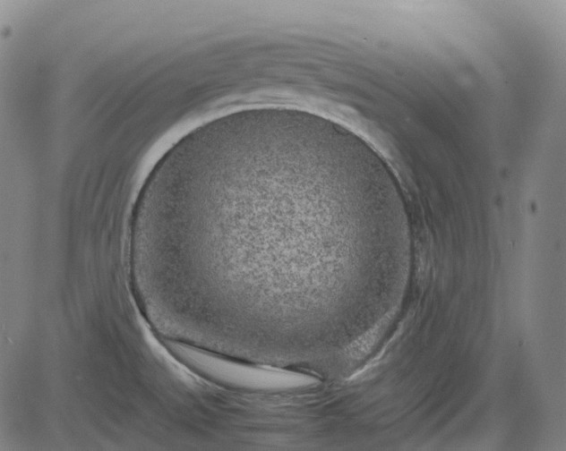 X0000083601527200702162156