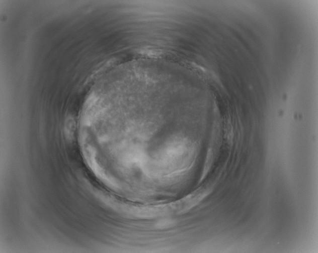 X0000083600036200702231758