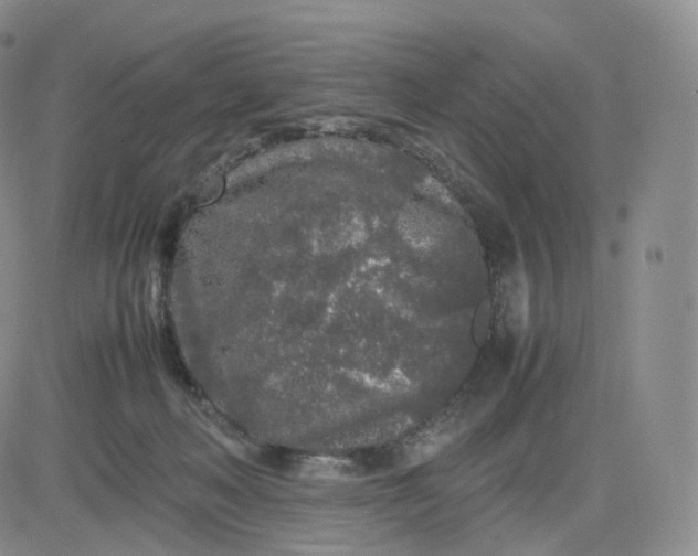 X0000083600222200702231754