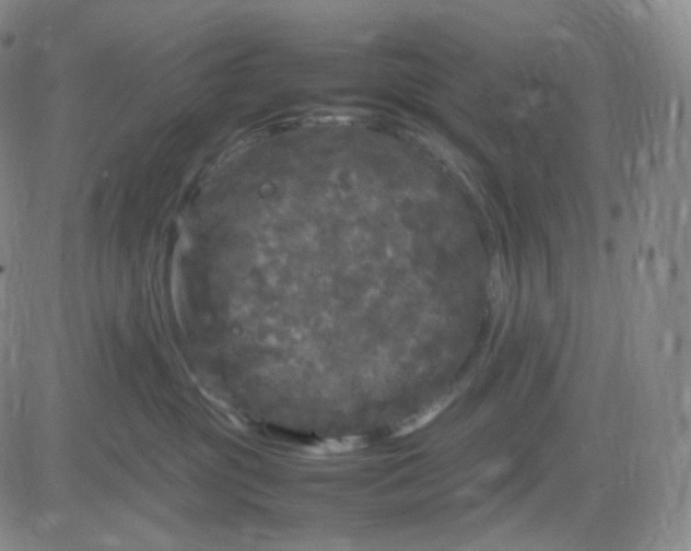 X0000083600381200702231753