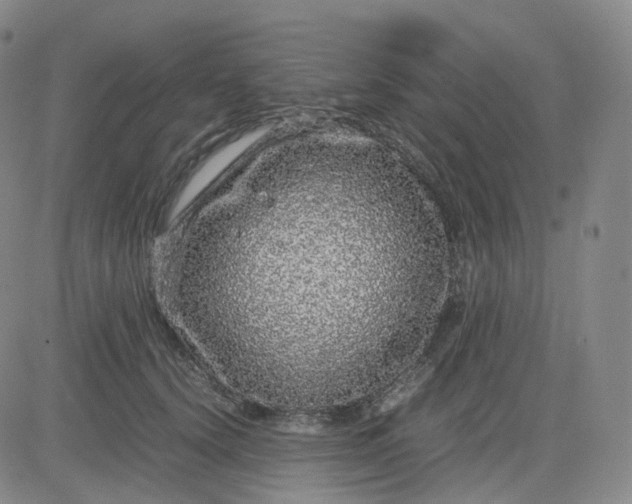 X0000083600656200702231748