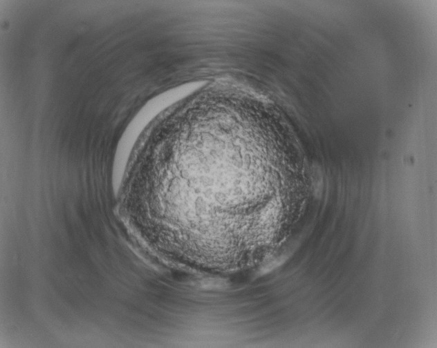 X0000083600670200702231748
