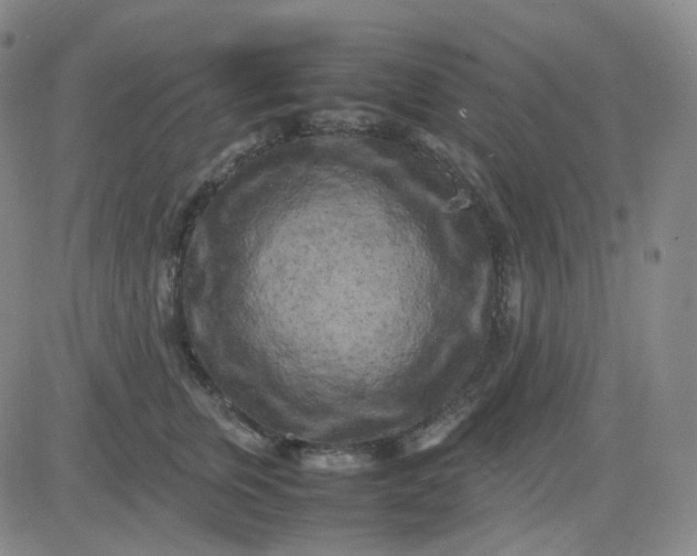 X0000083600759200702231746