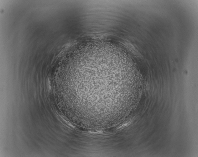 X0000083601106200702231739