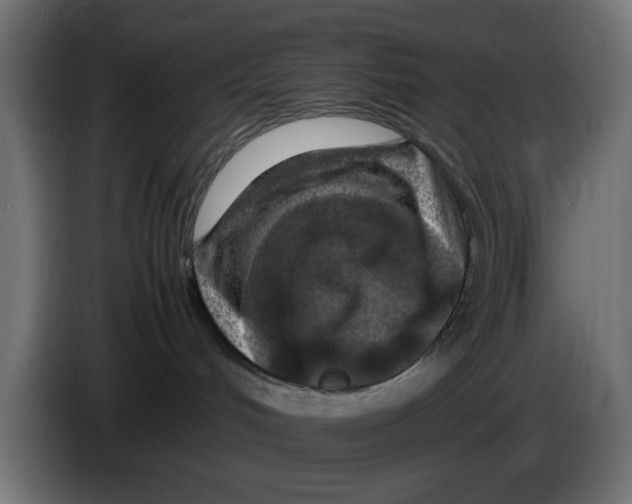 X0000083600048200703021925