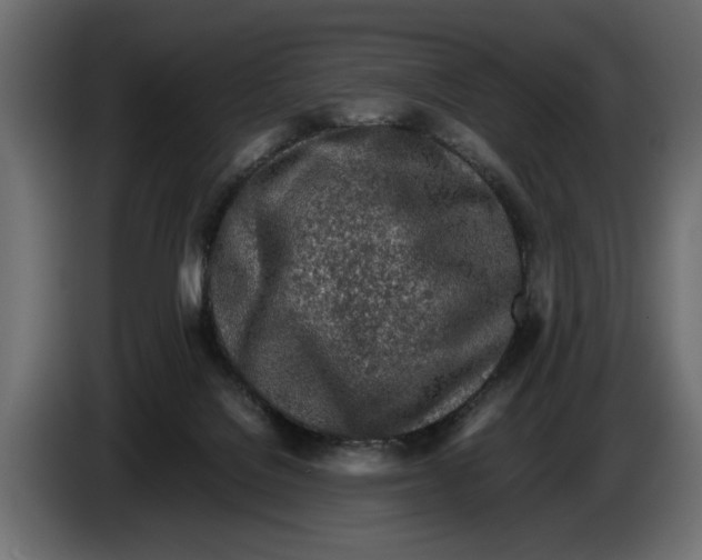 X0000083600076200703021925