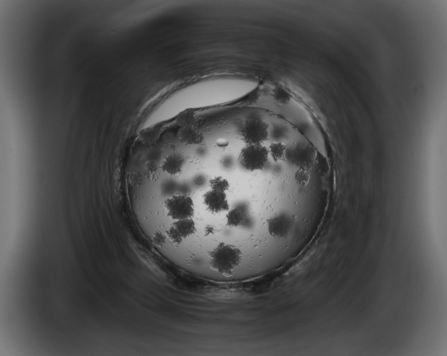 X0000083600249200703021921