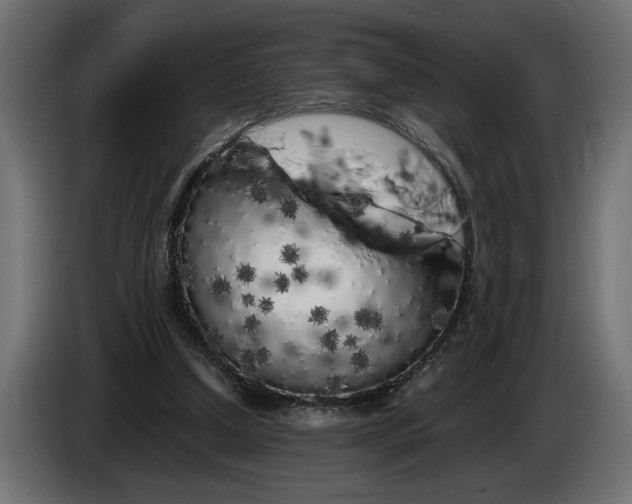 X0000083600250200703021921