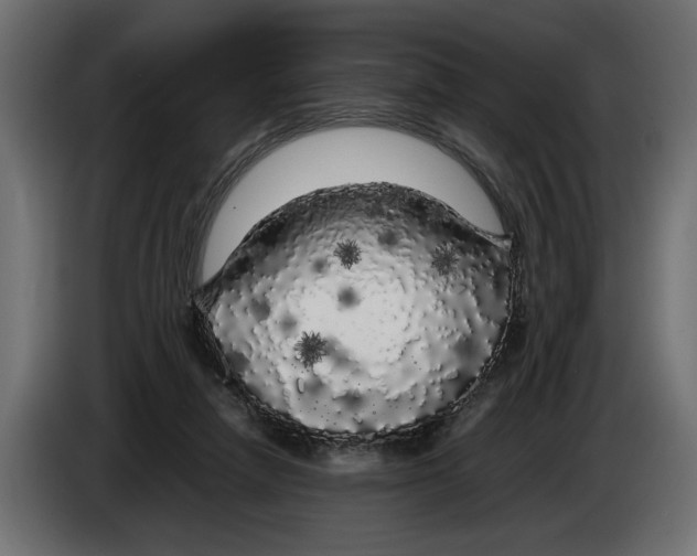 X0000083600258200703021921