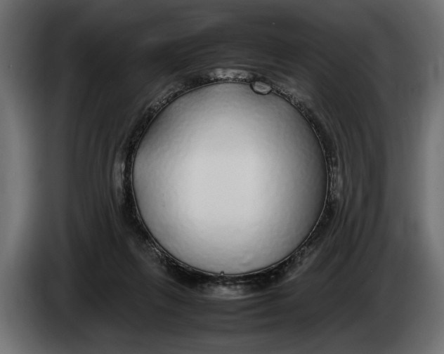 X0000083600263200703021921