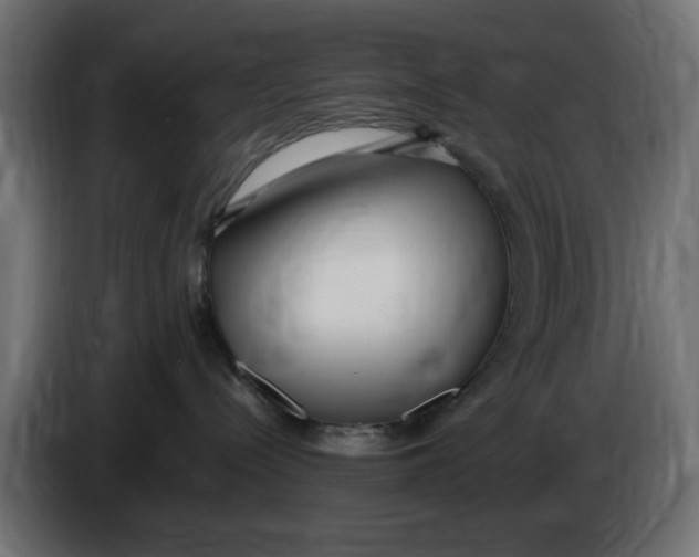 X0000083600288200703021921