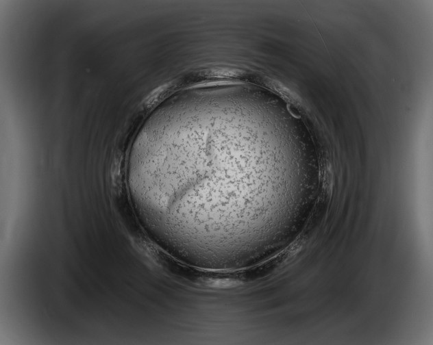 X0000083600360200703021919