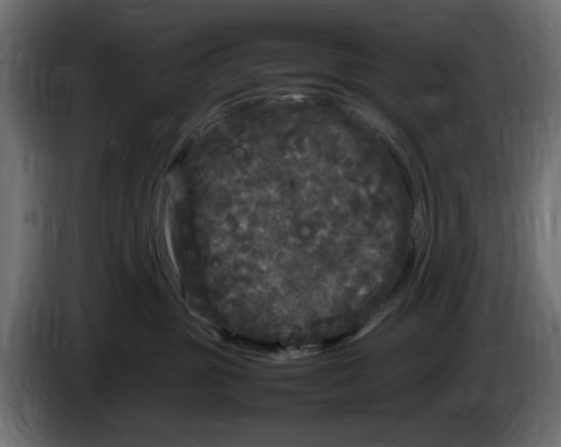 X0000083600381200703021919