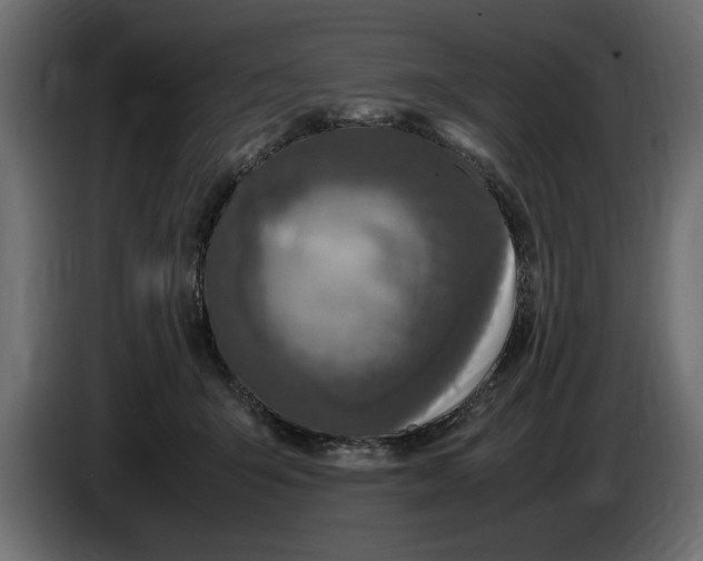 X0000083600415200703021918