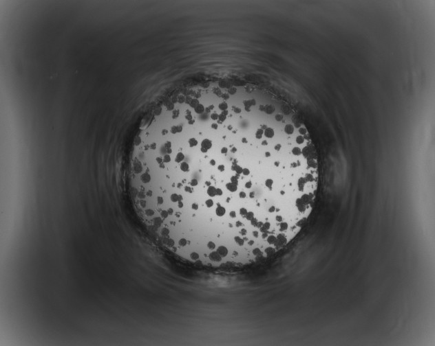 X0000083600420200703021918