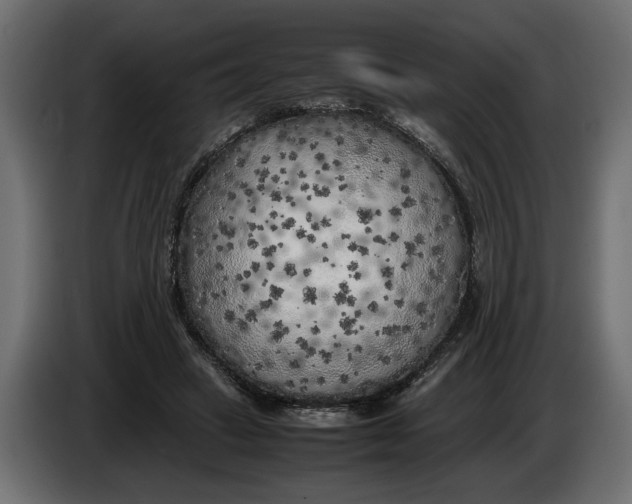 X0000083600449200703021917