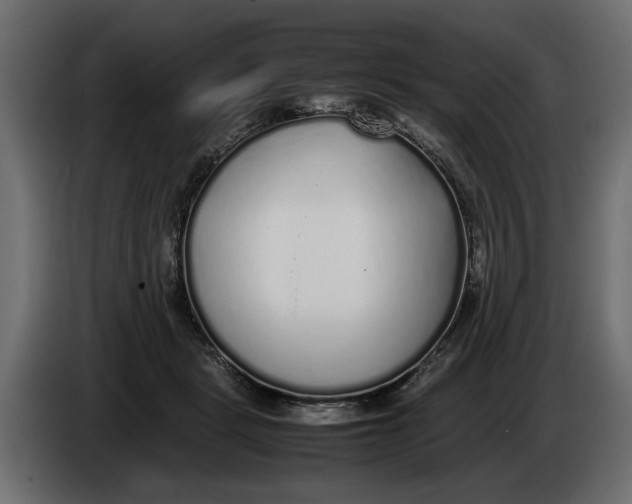 X0000083600461200703021917