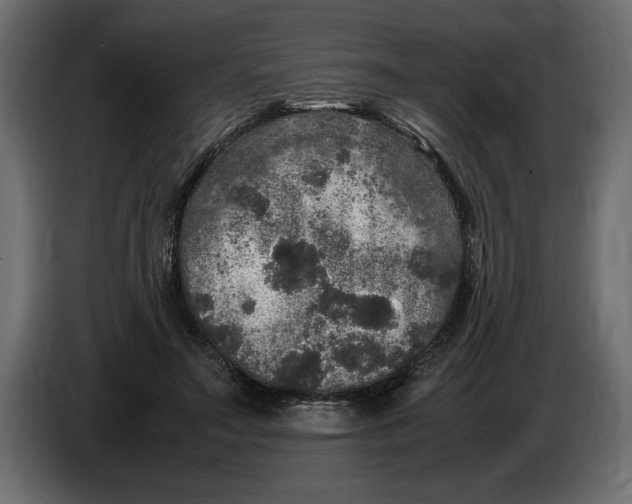 X0000083600499200703021917